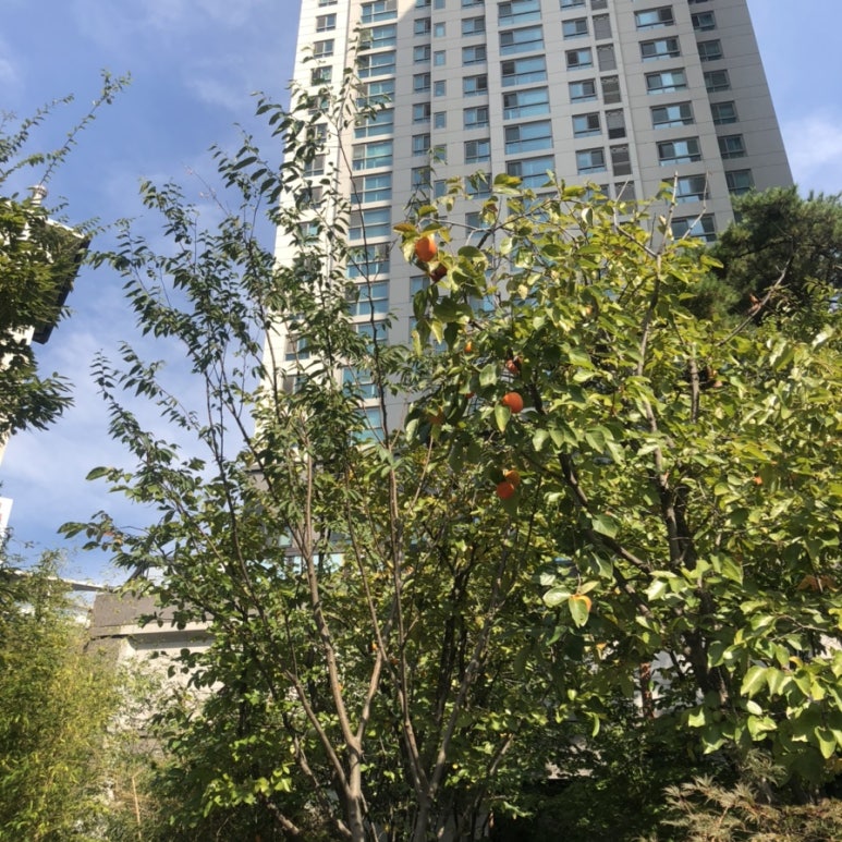블룸발레학원 이미지