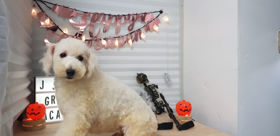 큐브애견미용학원 이미지