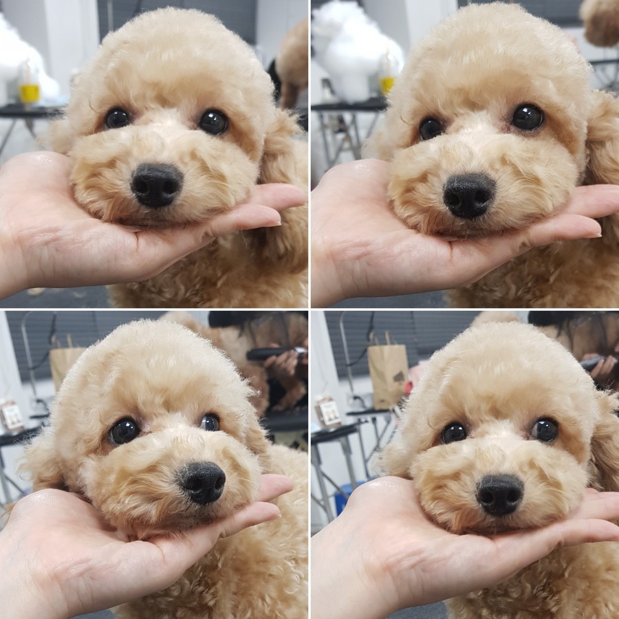 큐브애견미용학원 이미지