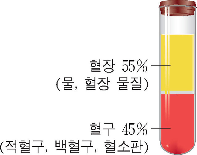 Bloods composition 혈액 구성 성분 Part.1: 혈장 Plasma : 네이버 블로그