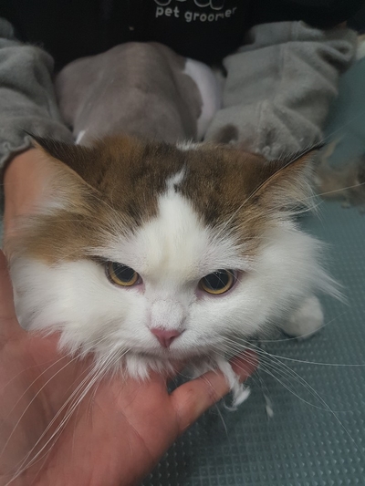 야옹아놀자 이미지