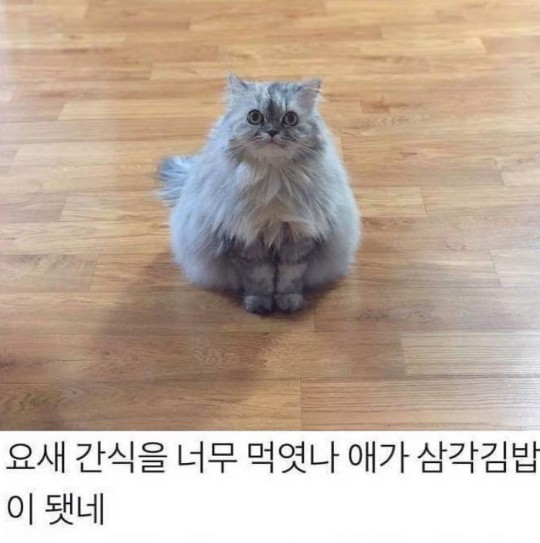 고양이김밥 이미지