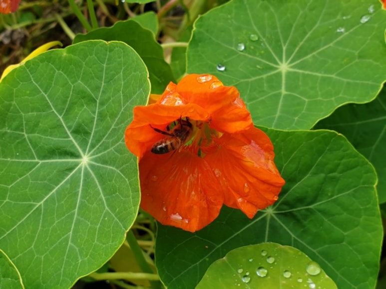 산골밥상 이미지