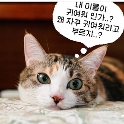 노가리호프 이미지