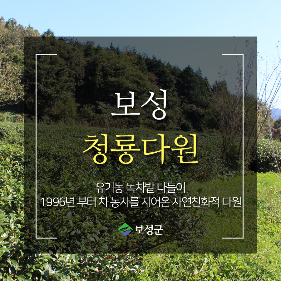 청룡다원 이미지