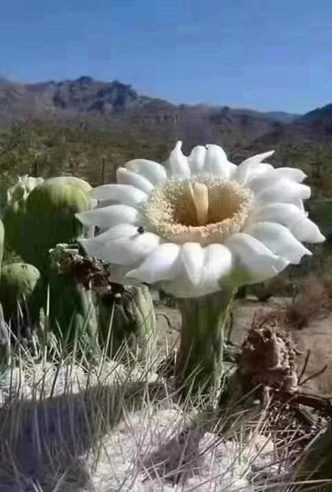 성림상사 이미지