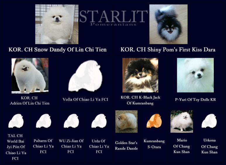 스타릿(starlit) 이미지