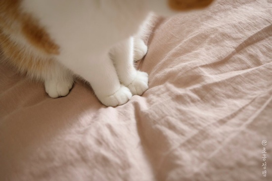 이불마켓 이미지