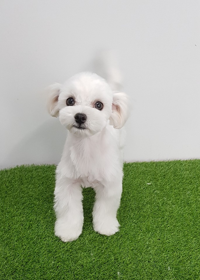 파리바게뜨수원탑동 이미지