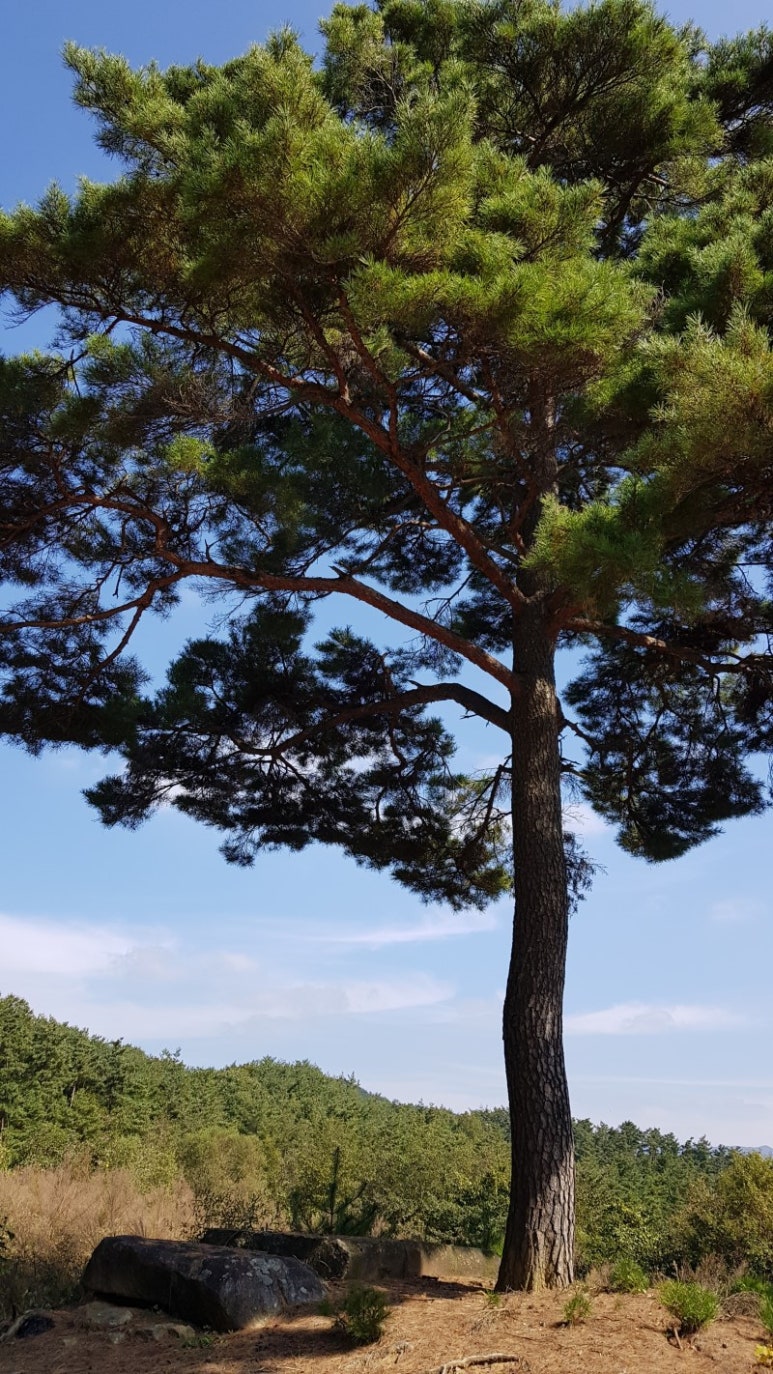 산삼자연휴양림 이미지