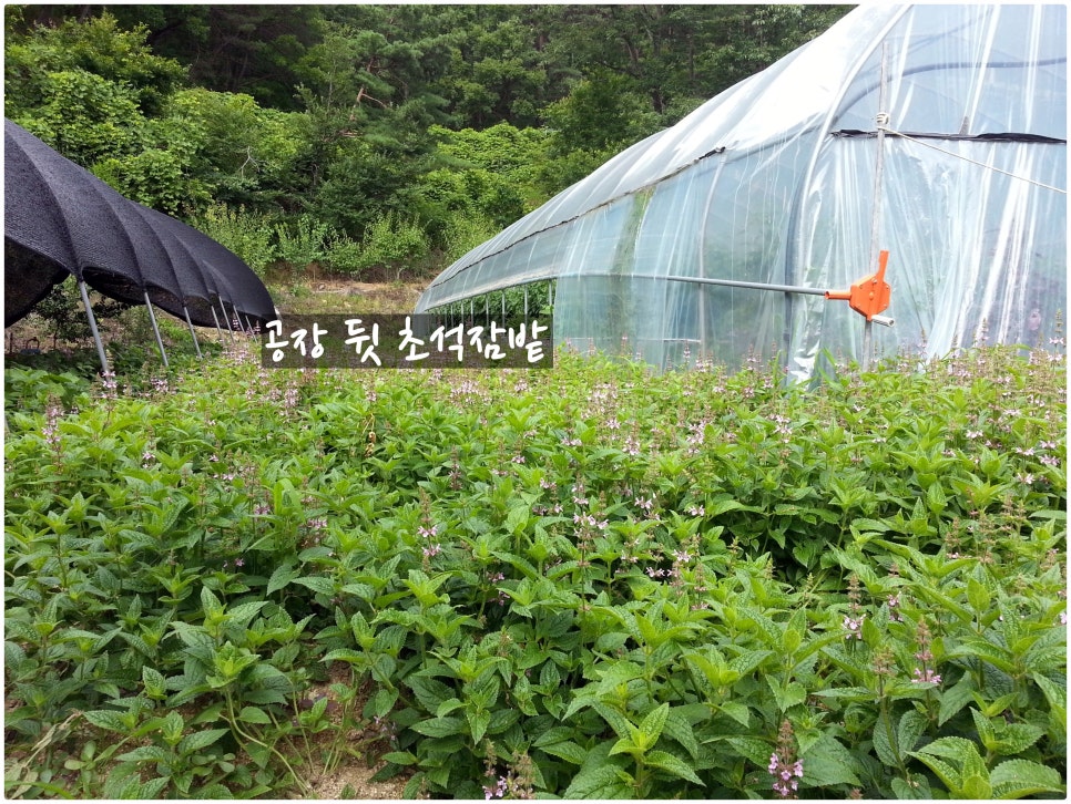 약초를사랑한짱아줌마 이미지