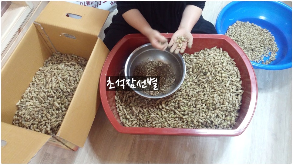 약초를사랑한짱아줌마 이미지
