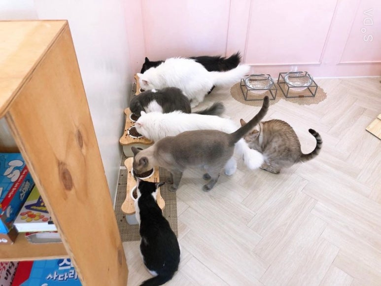 고양이별캣카페 이미지