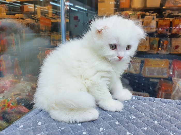 쓰담쓰담 이미지