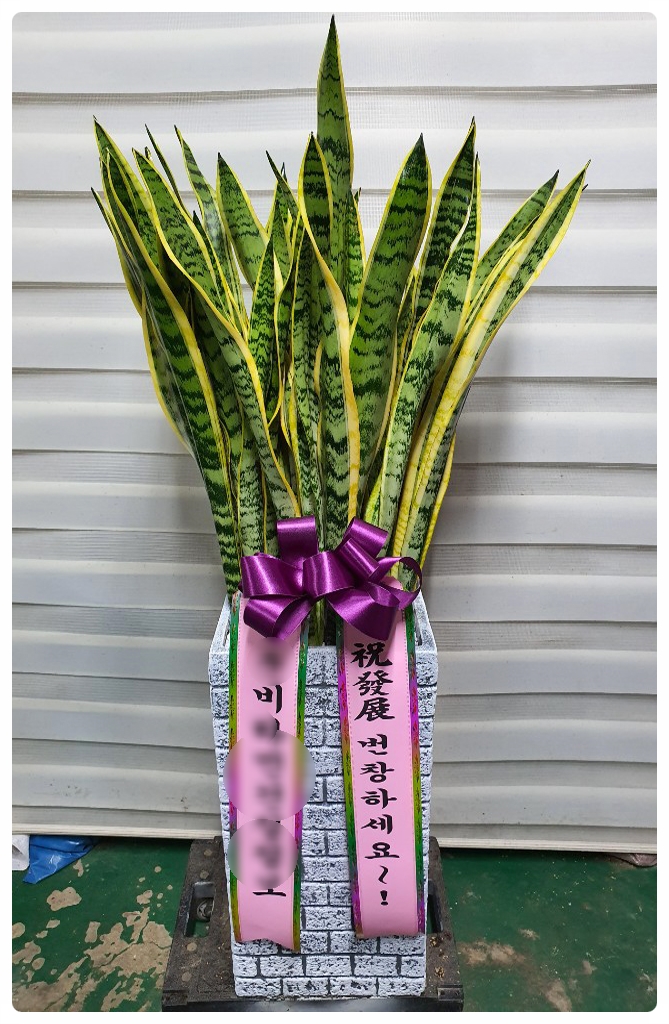 ００７천사꽃배달 이미지