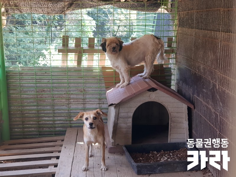 달봉이네 이미지