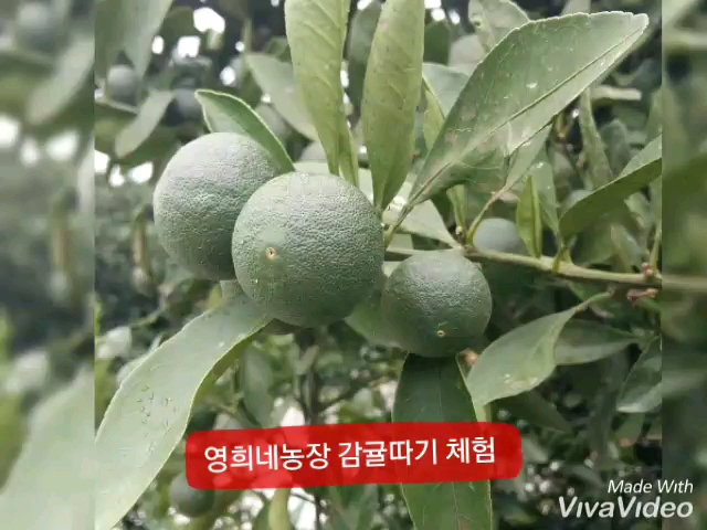 영희네감귤농장 이미지