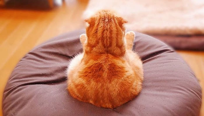 온:식빵 이미지