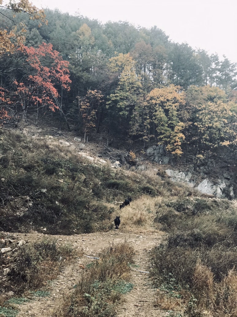 봉화흑염소 이미지