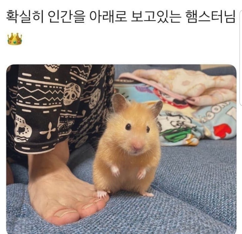 연남동벚꽃집 이미지