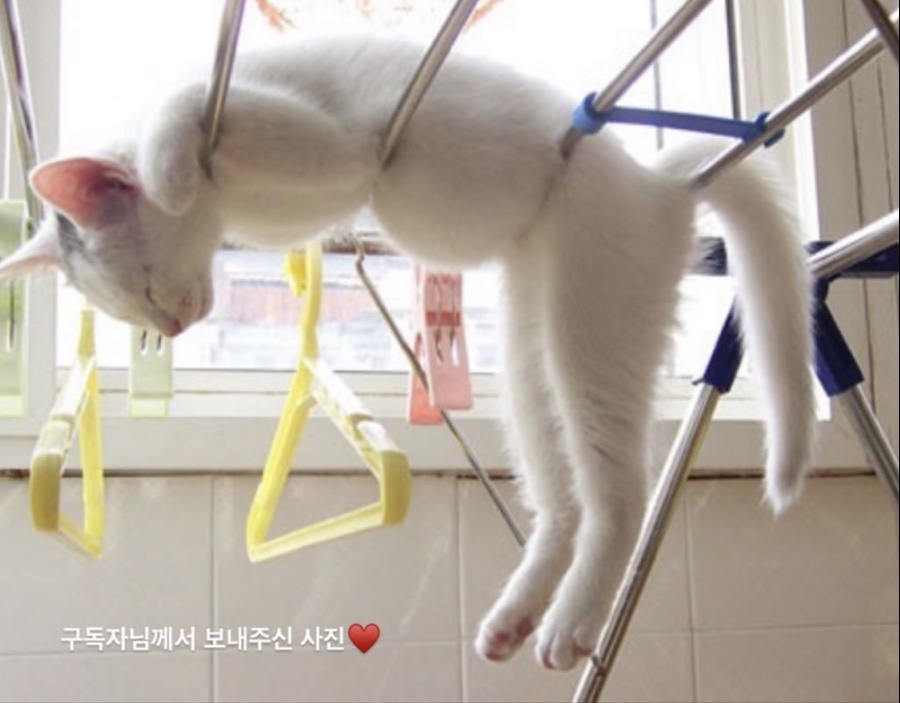 신용정육점 이미지
