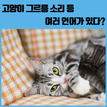 그르릉 이미지