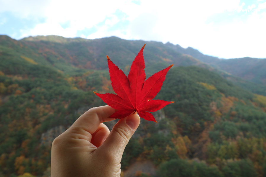 강릉정동진레일바이크 이미지