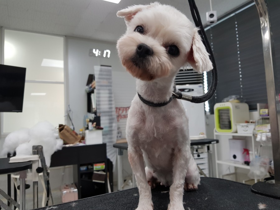 큐브애견미용학원 이미지