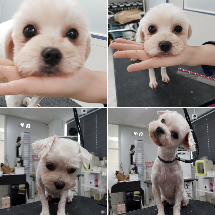 큐브애견미용학원 이미지