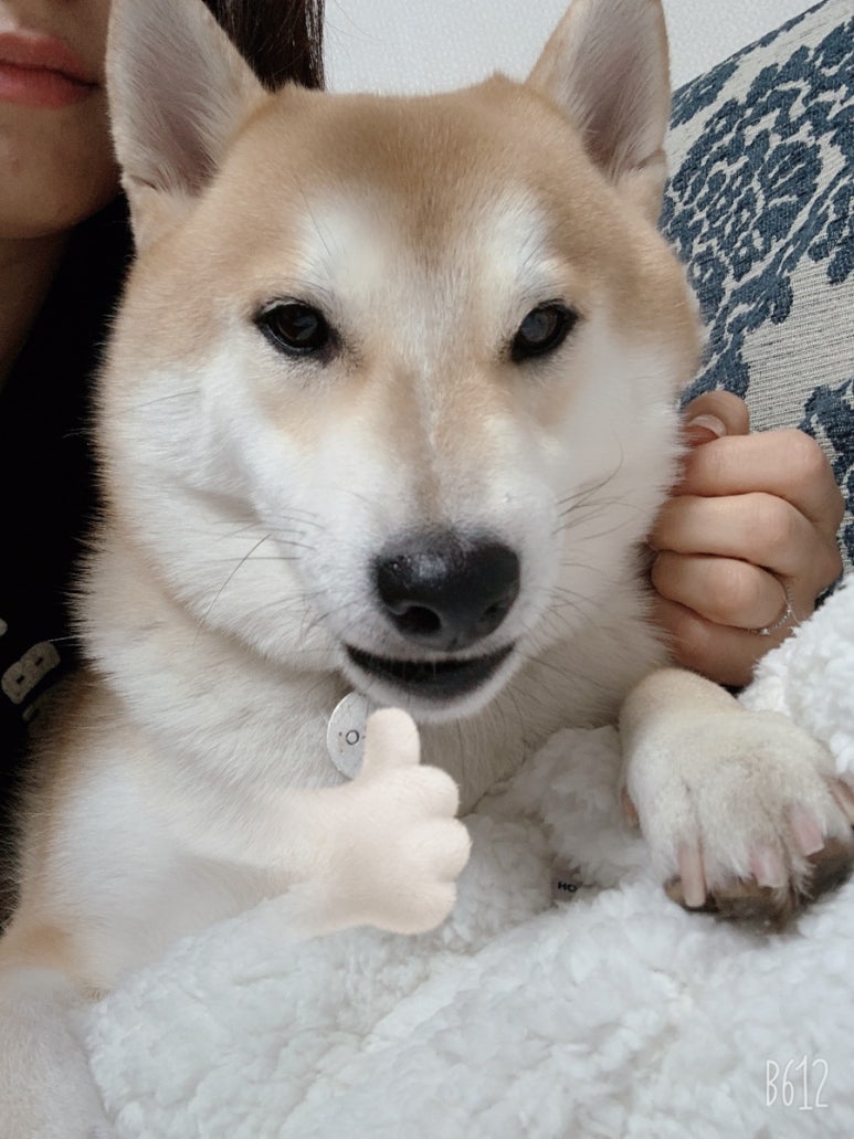 일상화식 이미지