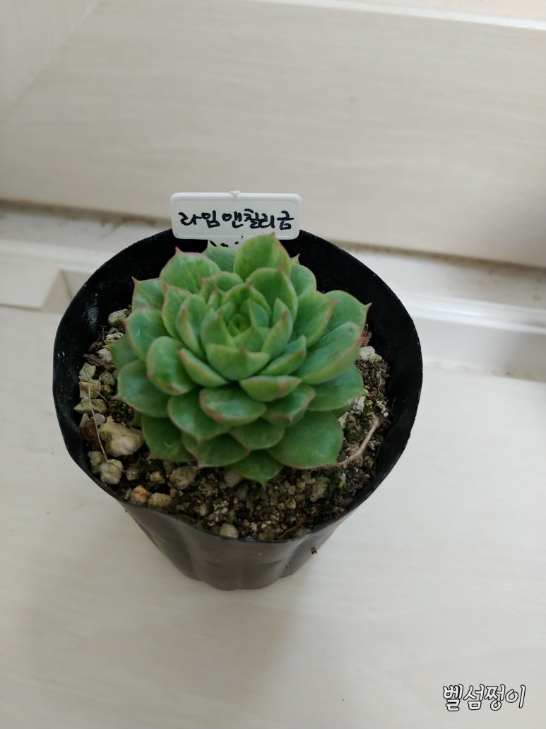다봉스다육 이미지