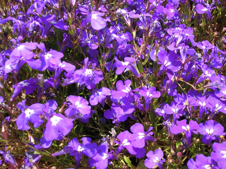 로벨리아(lobelia) 이미지