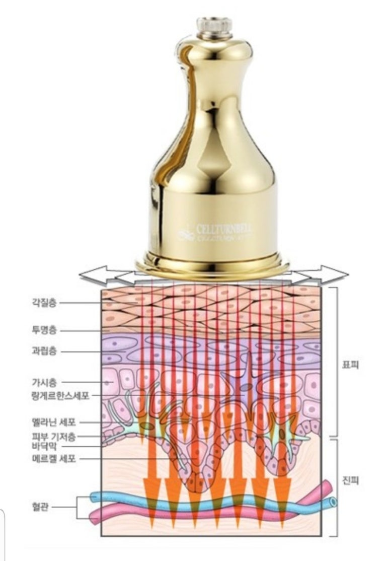 로틸리아 이미지