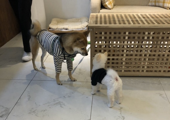 카페샐럽 이미지