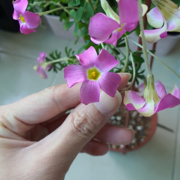 살찐붕어 이미지