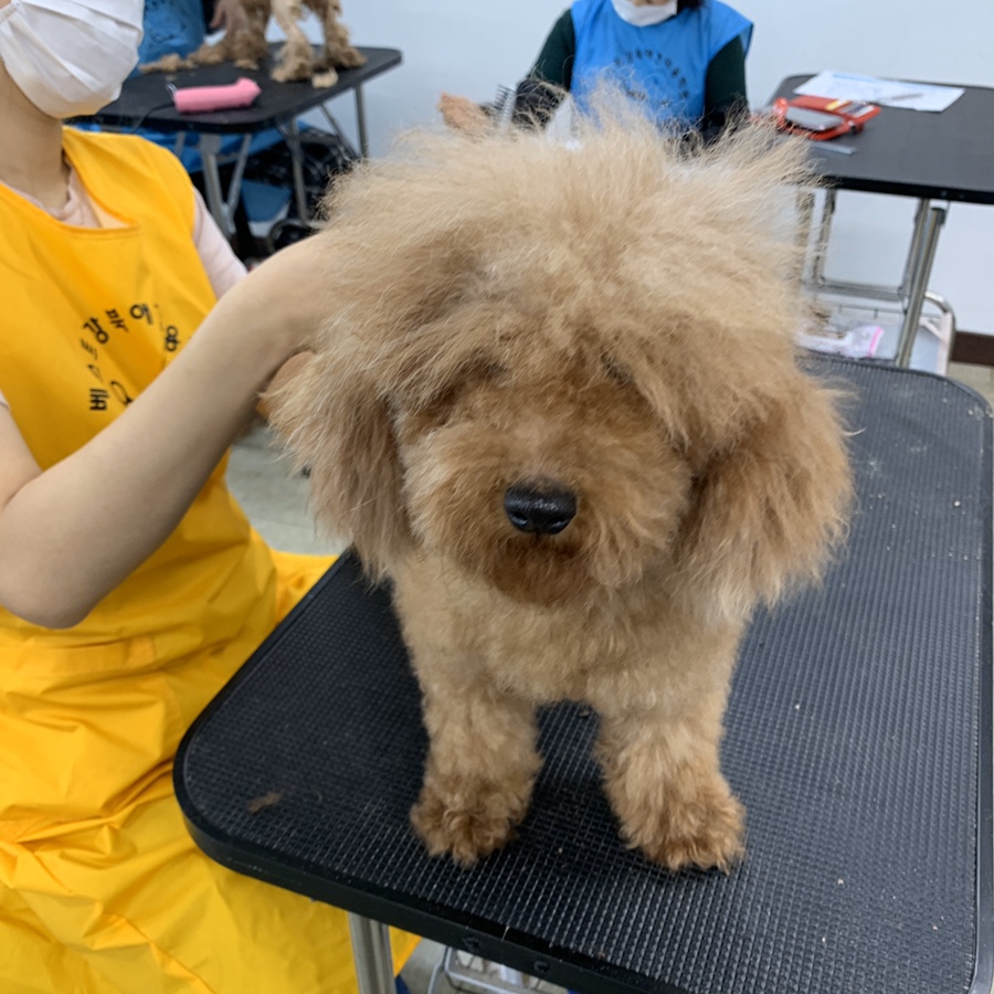 강북에이스애견미용학원 이미지
