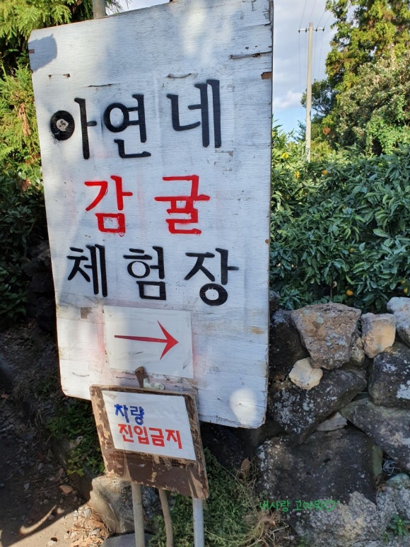 아연네감귤체험농장 이미지