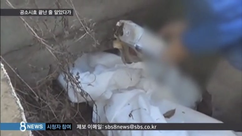 19ë…„ê°„ì˜ ë„ì£¼ ëŒ€êµ¬ì–'ê¶ì„ ìˆ˜ ì‚´ì¸ì‚¬ê±´ ë„¤ì´ë²„ ë¸