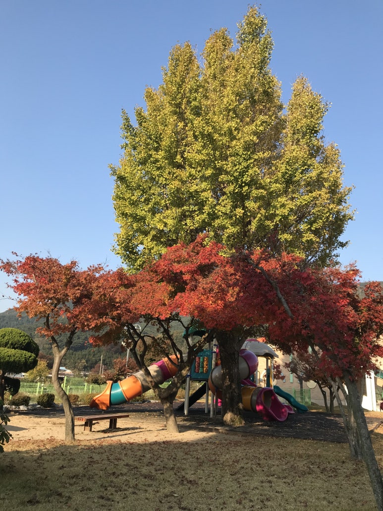 내장초등학교 이미지