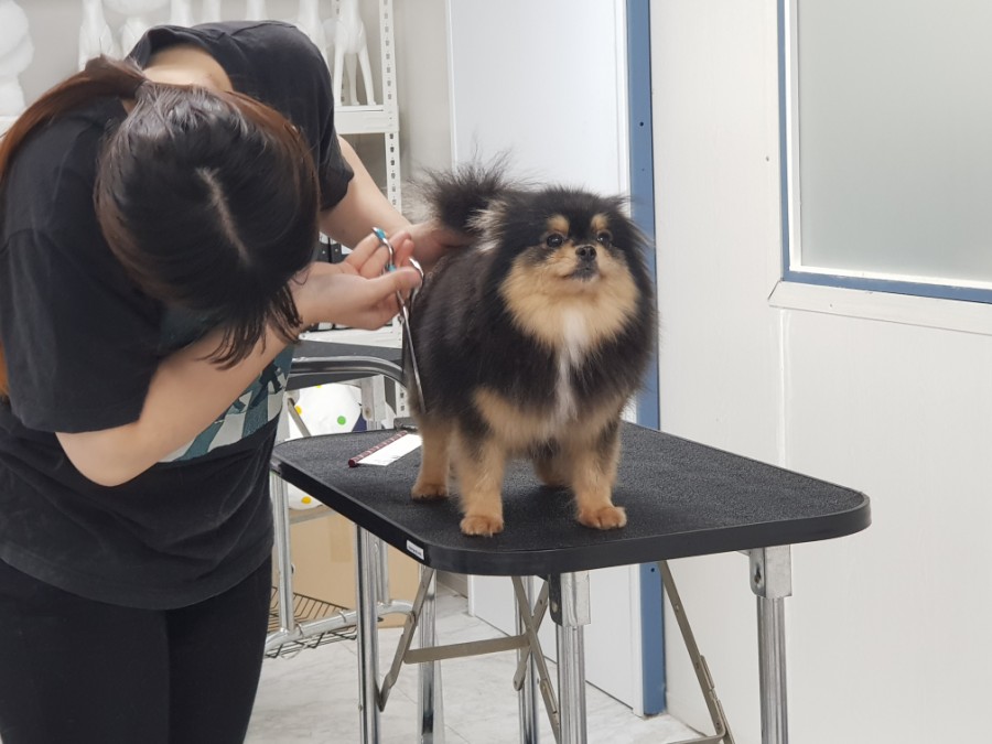 큐브애견미용학원 이미지