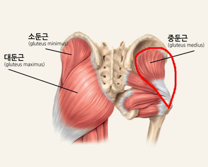 베이스오브바디 이미지