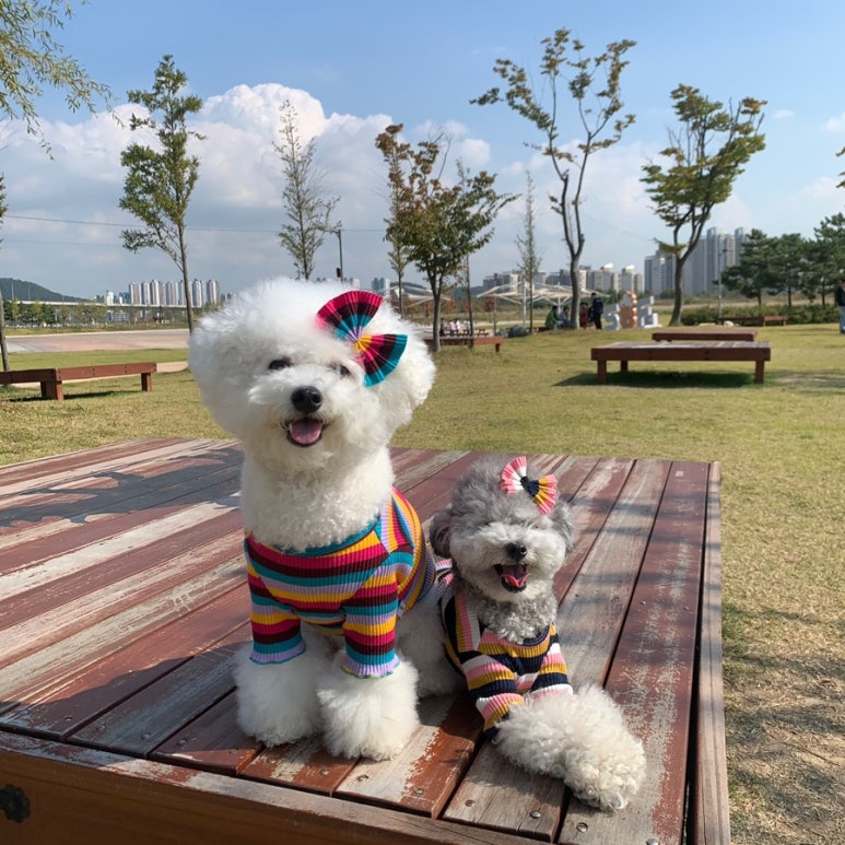 라라지니 이미지