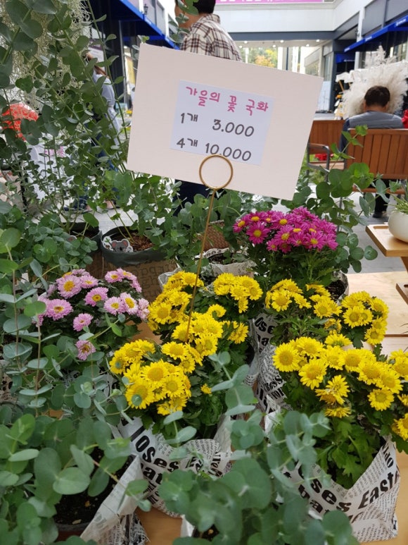 비인풀블룸 이미지