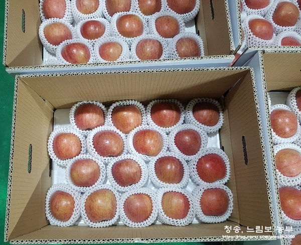 꼭지양품 이미지