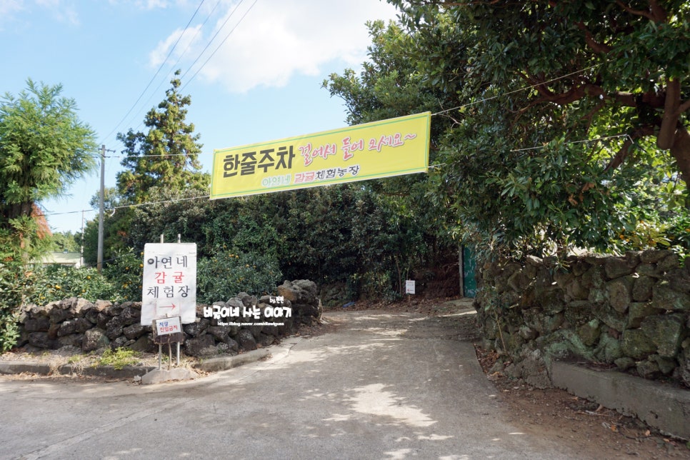 아연네감귤체험농장 이미지