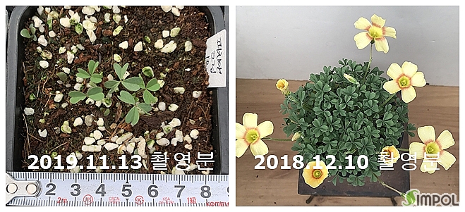 꽃길플랜테리어 이미지