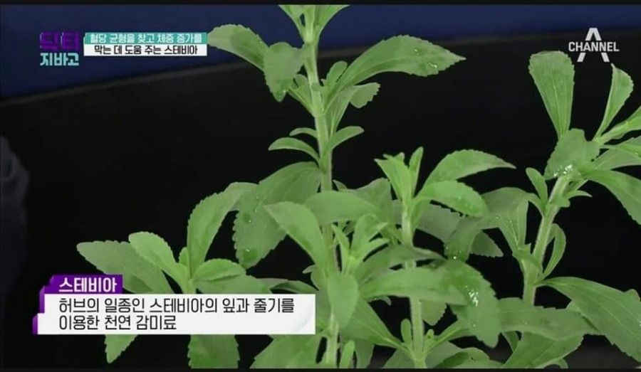 스테비아 이미지