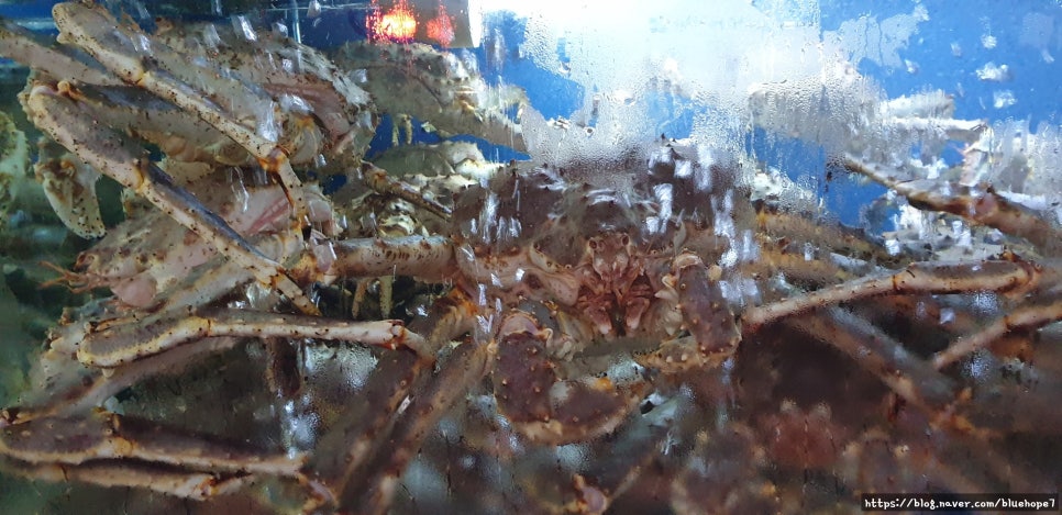 천상대게용인 이미지