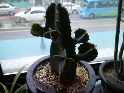 부산식물원 이미지
