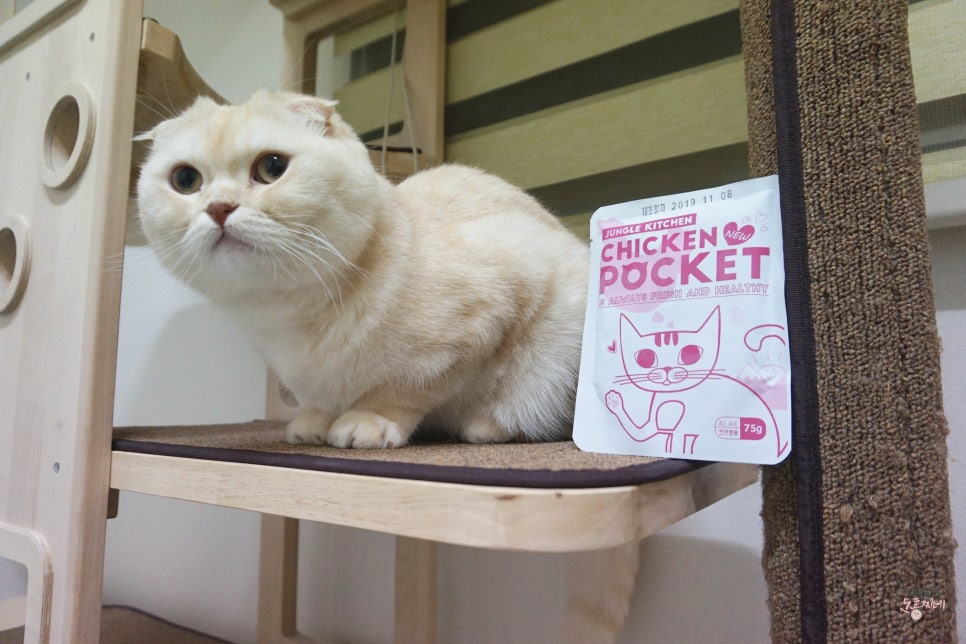 홍찌 이미지